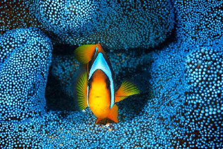 Clownfish in blue anémon