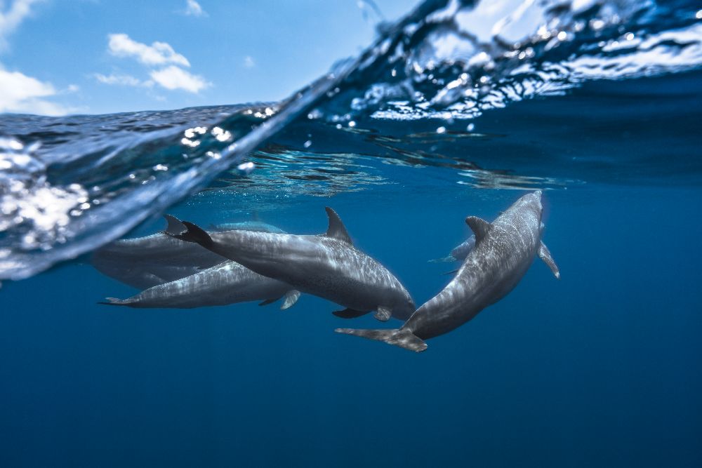 Dolphins à Barathieu Gabriel