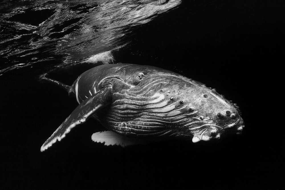 Humpback Whale calf à Barathieu Gabriel