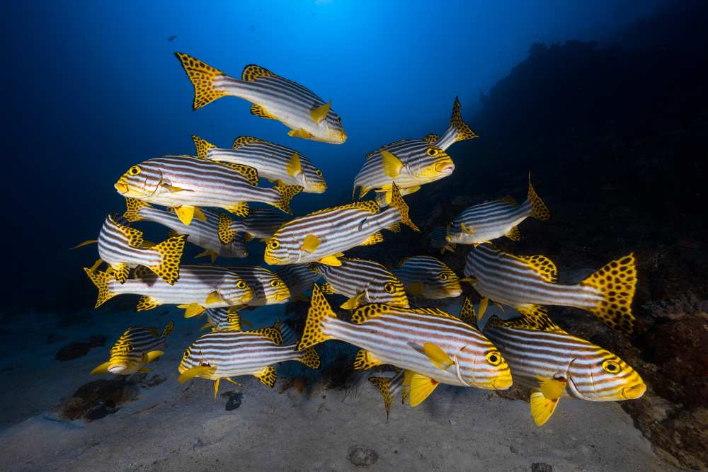 Underwater photography-Indian ocean sweetlips à Barathieu Gabriel