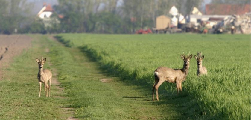 Rehe auf einem Feld à Bernd Geller