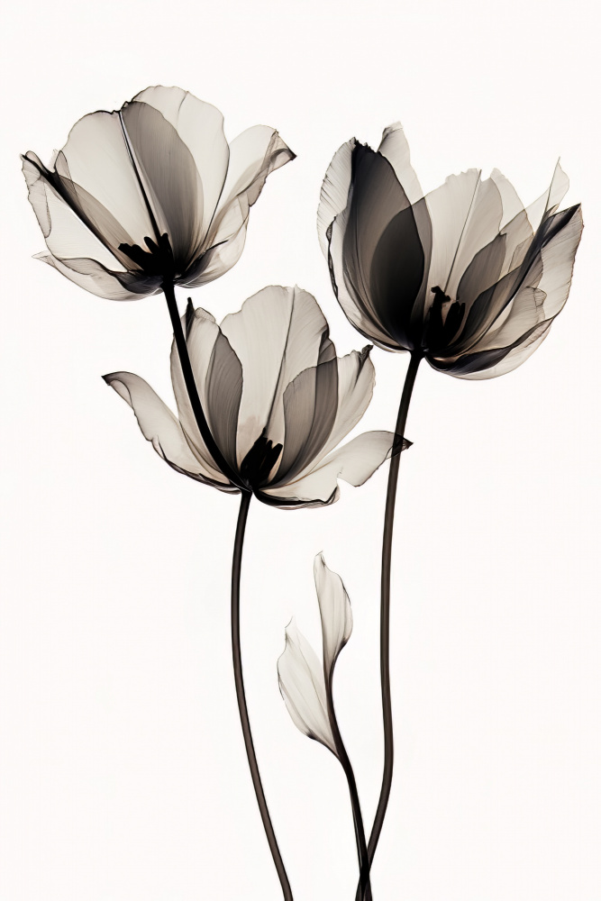 Black Tulips 2 à Bilge Paksoylu