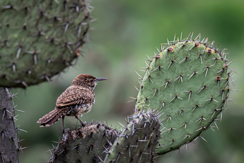 Cactus Wren on Cactus à Brandon Gregorius