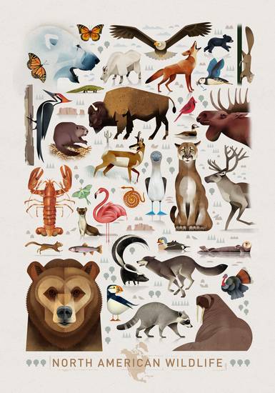 North American Wildlife