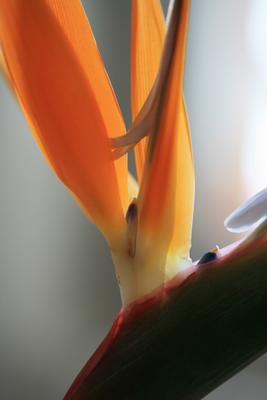 Stelizie orange Paradiesvogelblume à Brita Stein
