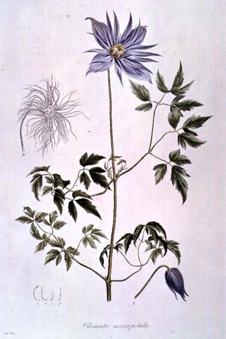 Clematis macropetala from "Icones Plantarum Floram Rossicam" 1829 à C. F. Ledebour