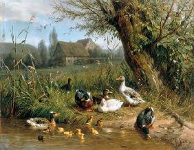 Canards avec des poussins à l'eau