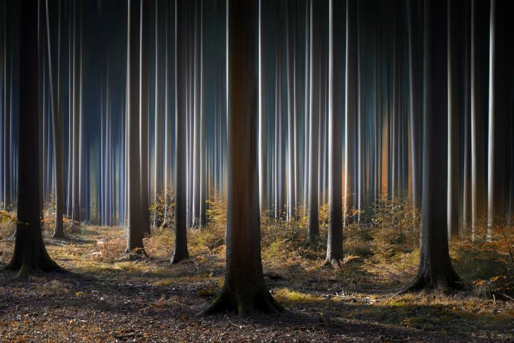 Mystic Wood à Carsten Meyerdierks