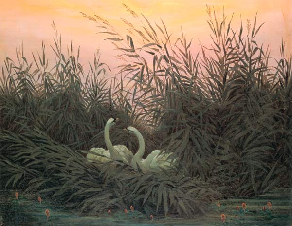 Swans in the Reeds à Caspar David Friedrich