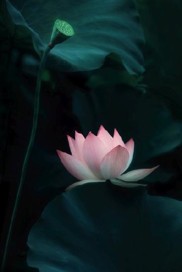 Lotus Flower