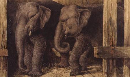Two elephants à Charles Edward Brittan