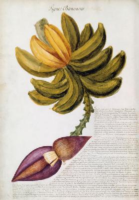 Banana / Ch.Plumier