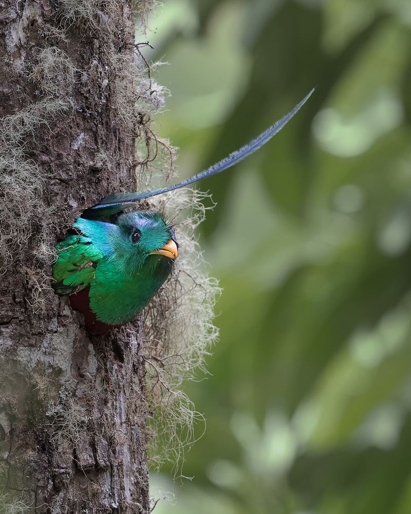 The nest is not deep enough. à Cheng Chang