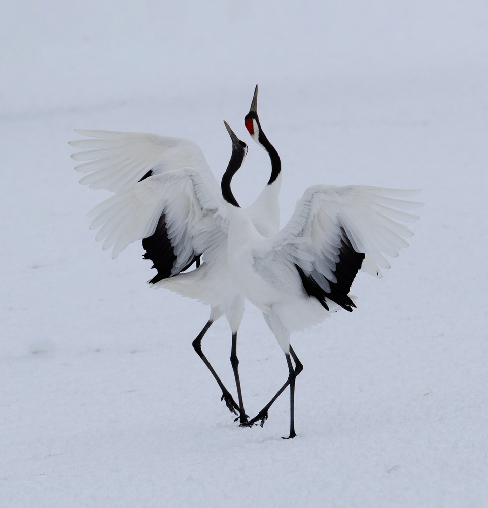 Dancing in the snow. à Cheng Chang