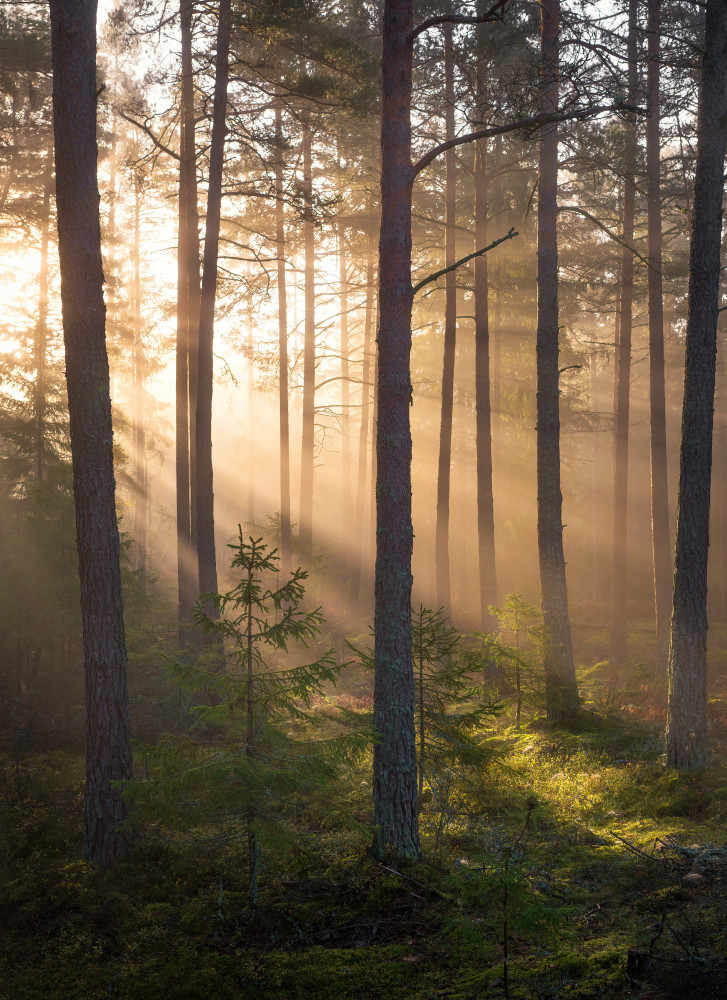 Foggy forest à Christian Lindsten
