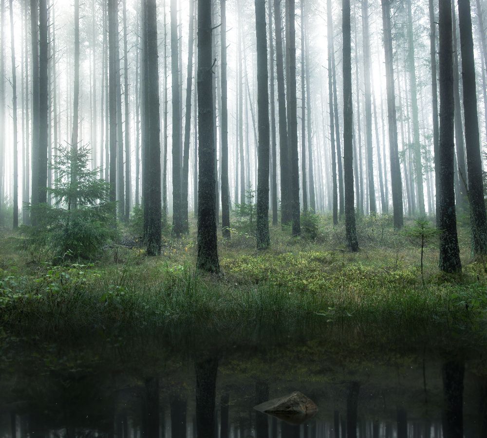 Lake in forest à Christian Lindsten