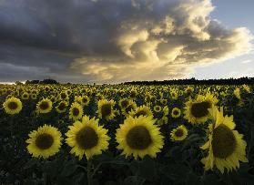 Sunflowers in Sweden.