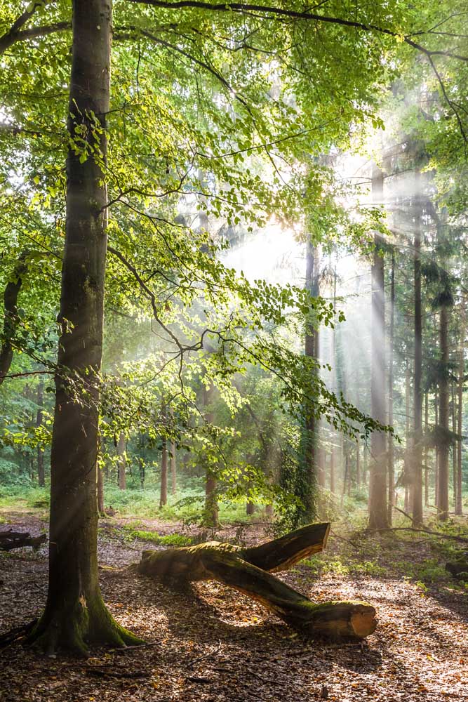 Sunbeams after the rain in the Taunus beech forests à Christian Müringer