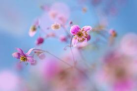 Delicate pink flowers of the decorative basket (Cosmea) in Sissinghurs