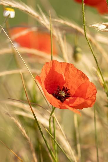 Mohnblume im Sonnenschein