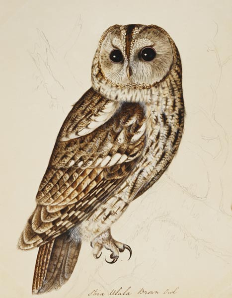 Chouette tachetée (Strix Ulula). à Christopher Atkinson