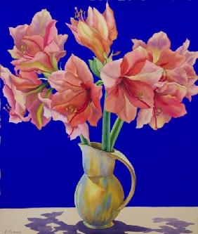 Amaryllis in a jug