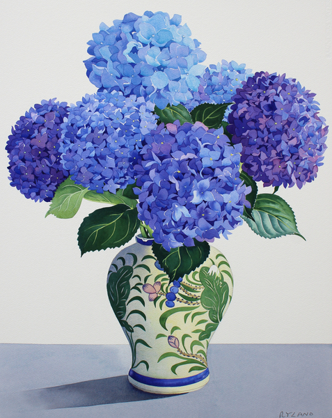Blue Hydrangeas à Christopher  Ryland