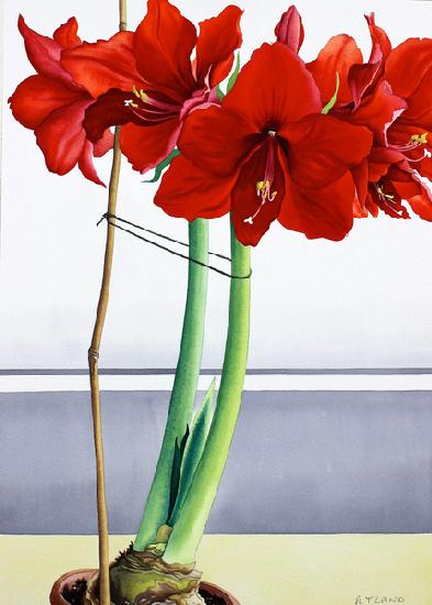 Red Amaryllis 2