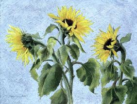 Sunflowers, 1996 (pastel) 