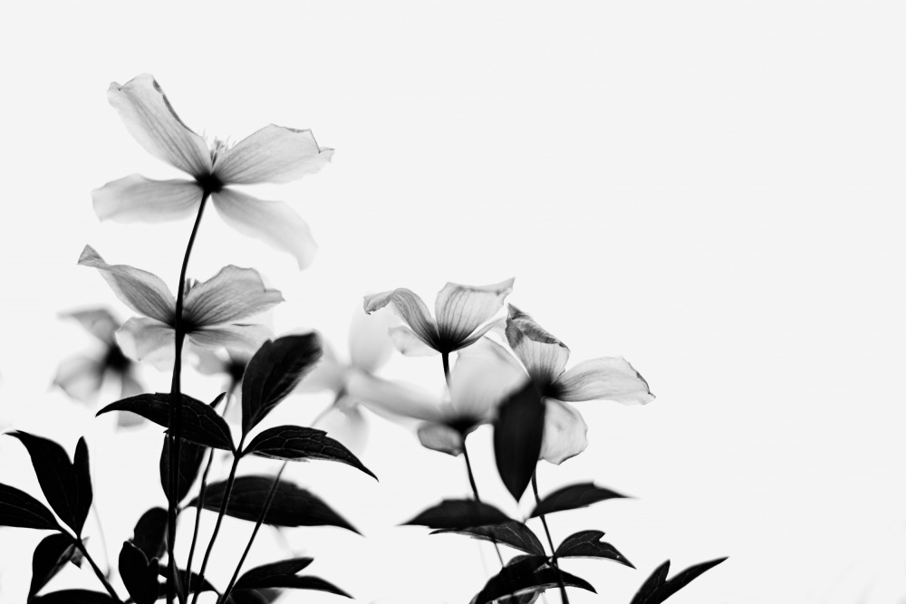 Clematis Blooms - High Key in Black and White à Dahlia Ambrose