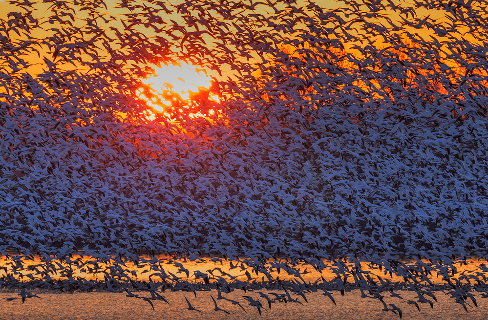 Snow Geese Flying in Sunrise à David Hua