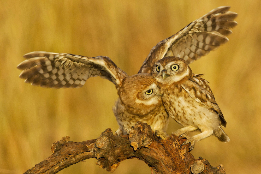 Little Owls à David Manusevich