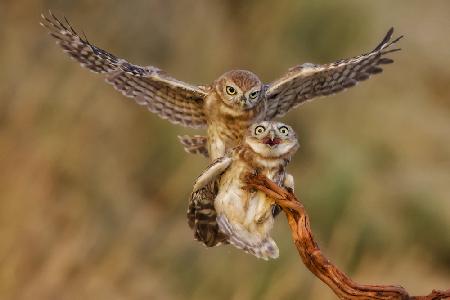 Little Owls(s