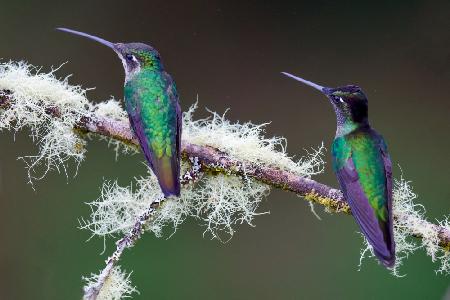 Hummingbirds