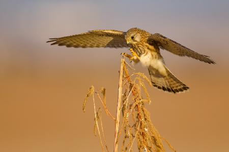 Common kestrel