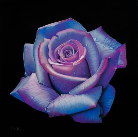 Blue and Pink Rose