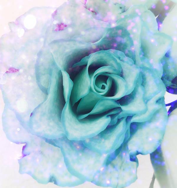 Die Rose! Königin der Blumen in voller Blüte 4 à Doris Beckmann