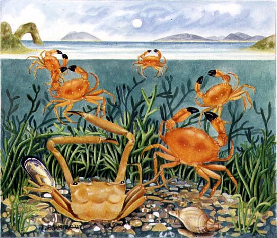 Crabs in the Ocean, 1997 (acrylic on paper)  à E.B.  Watts