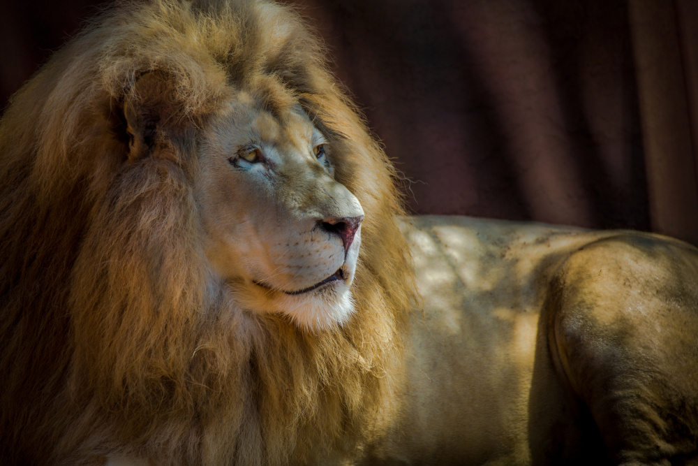 Portrait of a Lion à Ed Esposito
