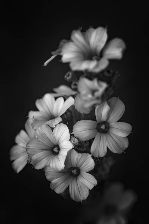 Blüten der gestreiften Binsenlilie à Edith Nero