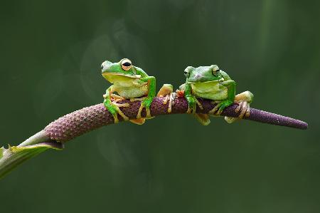 Two Green Frog