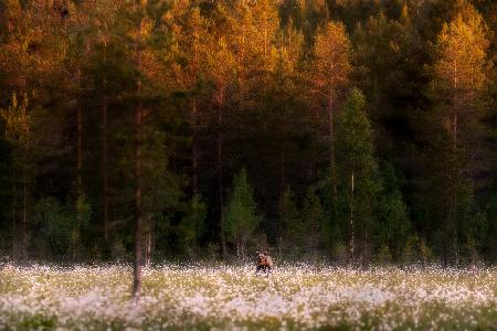 Burning northern forest