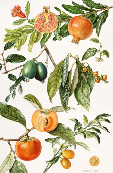 Pomegranate and other fruit (w/c)  à Elizabeth  Rice