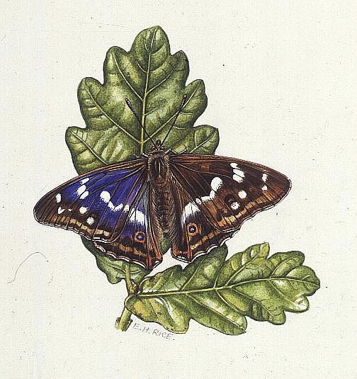 Purple Emperor Butterfly on Oak leaves (w/c)  à Elizabeth  Rice