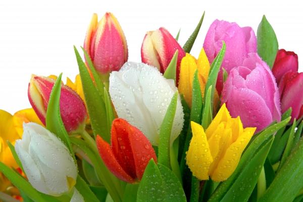 Tulpen mit Tautropfen à Elke Ursula Deja-schnieder