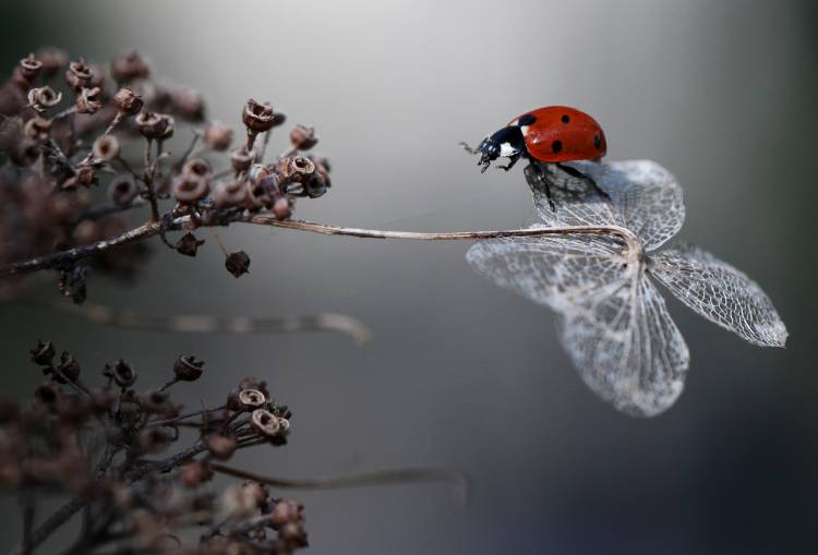 Ladybird on hydrangea. à Ellen Van Deelen