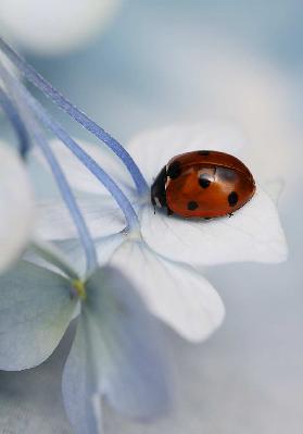 Ladybug