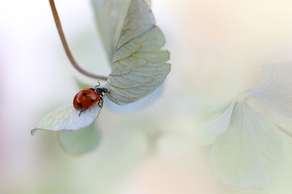 Ladybird on blue-green hydrangea à Ellen Van Deelen
