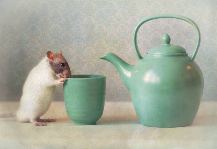 The Teapot à Ellen Van Deelen