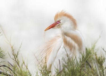 Bubulcus ibis